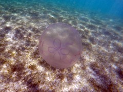 Moon Jellyfish (6